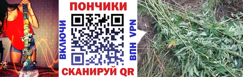 Бошки Шишки планчик  Шумиха 